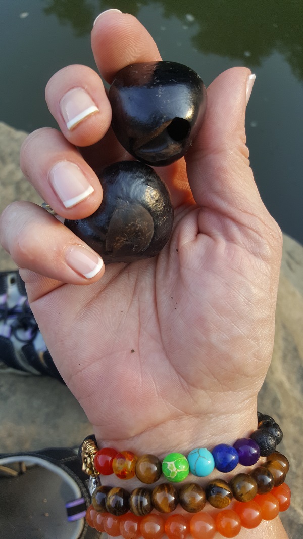 Buckeyes - Poisonus Good Luck Charms