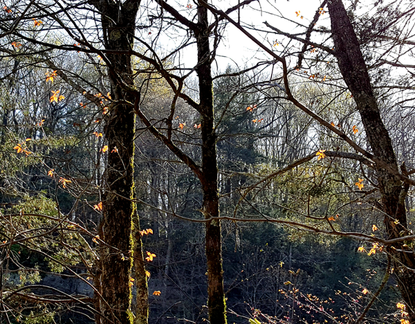 Lessons From Nature - Tales from the Trails